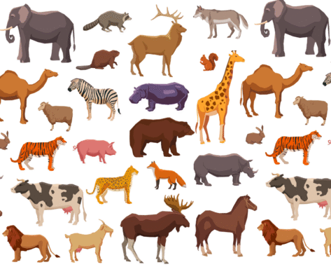 basic animal vocabulary