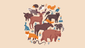 ESL lesson on domestication