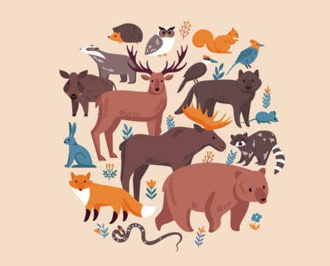 ESL lesson on domestication